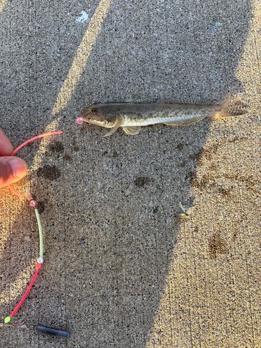 釣果