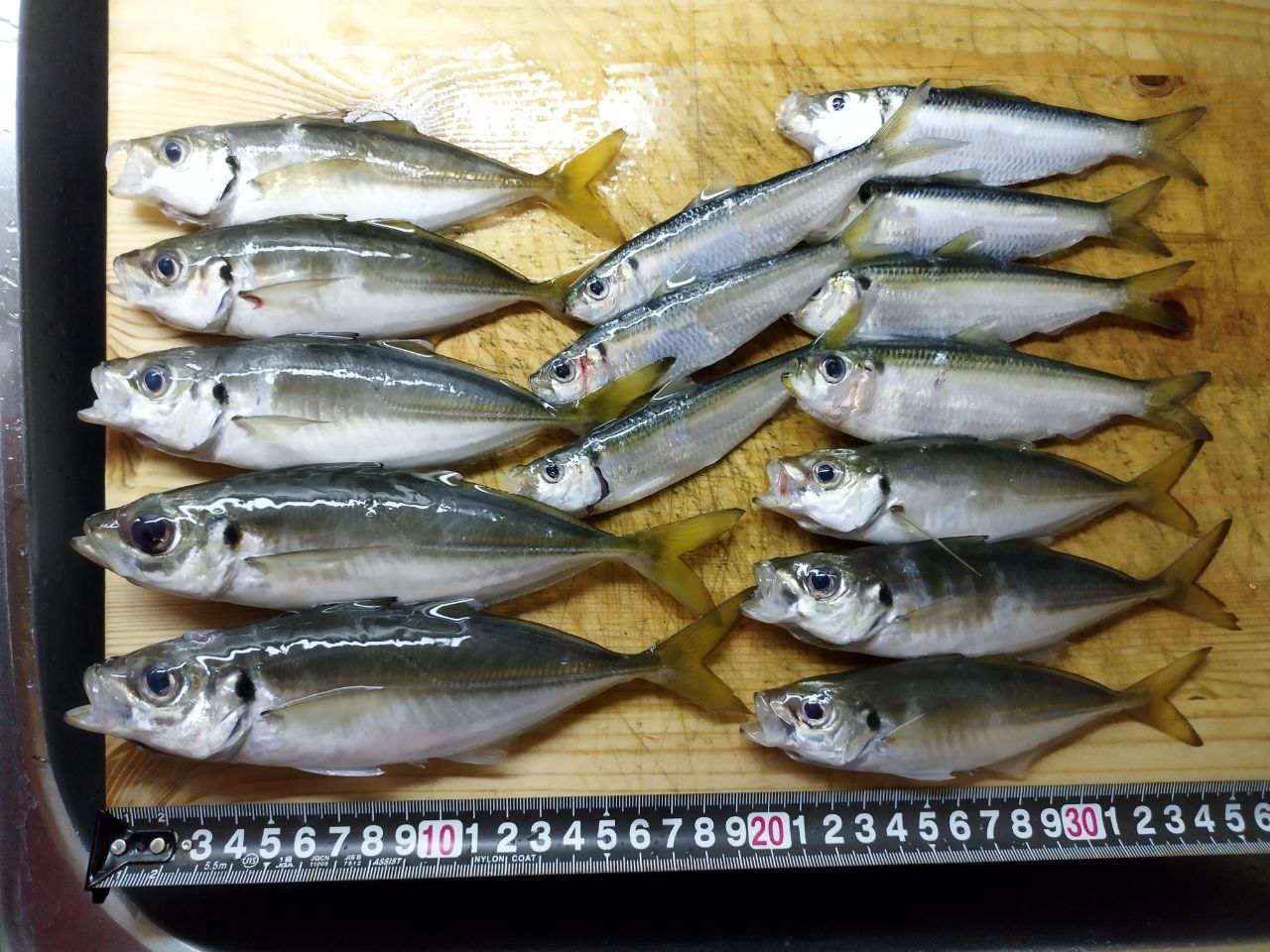 アジ
