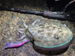 コウイカの釣果