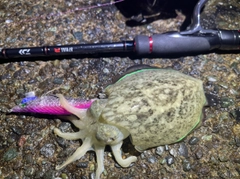 コウイカの釣果