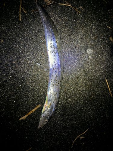 片浜海岸