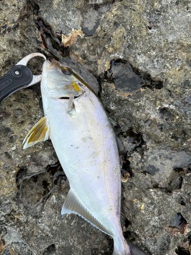 シオの釣果