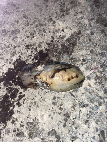 コブシメの釣果