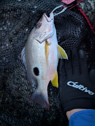 クロホシフエダイの釣果