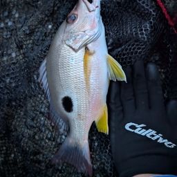 クロホシフエダイ