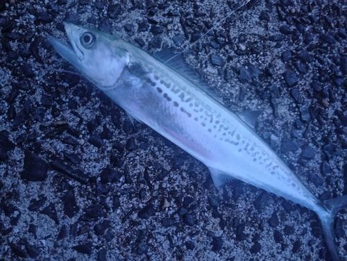 サゴシの釣果