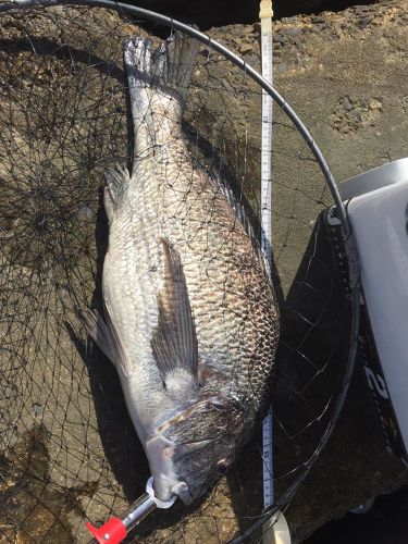 クロダイの釣果