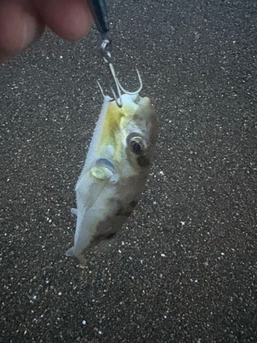 釣果