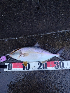 ショゴの釣果