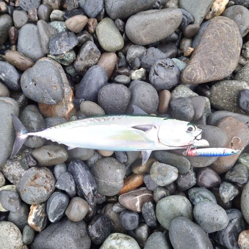 ソウダガツオの釣果