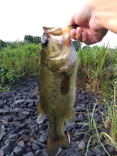 ラージマウスバスの釣果