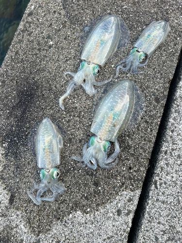 宇和島湾