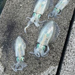 アオリイカ
