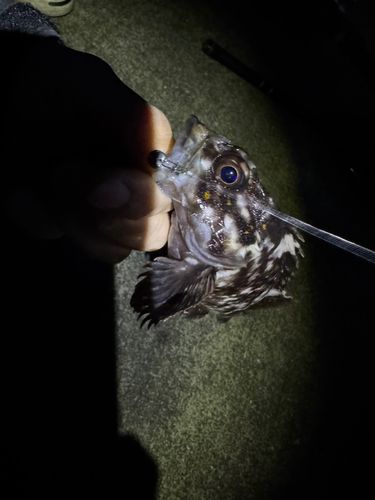 オウゴンムラソイの釣果