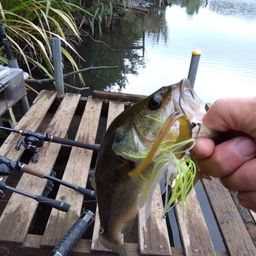 ラージマウスバス