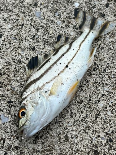 コトヒキの釣果