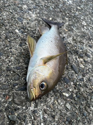 イサキの釣果