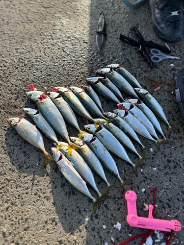サバの釣果