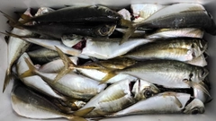 マアジの釣果