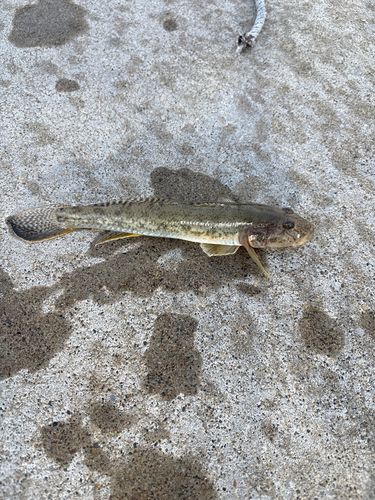 釣果