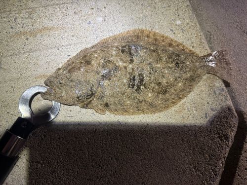 ソゲの釣果