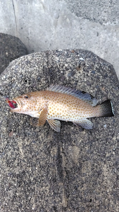 オオモンハタの釣果