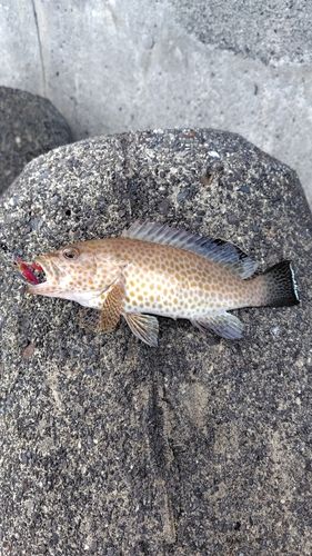 オオモンハタの釣果