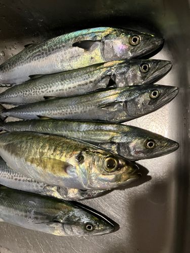 サゴシの釣果
