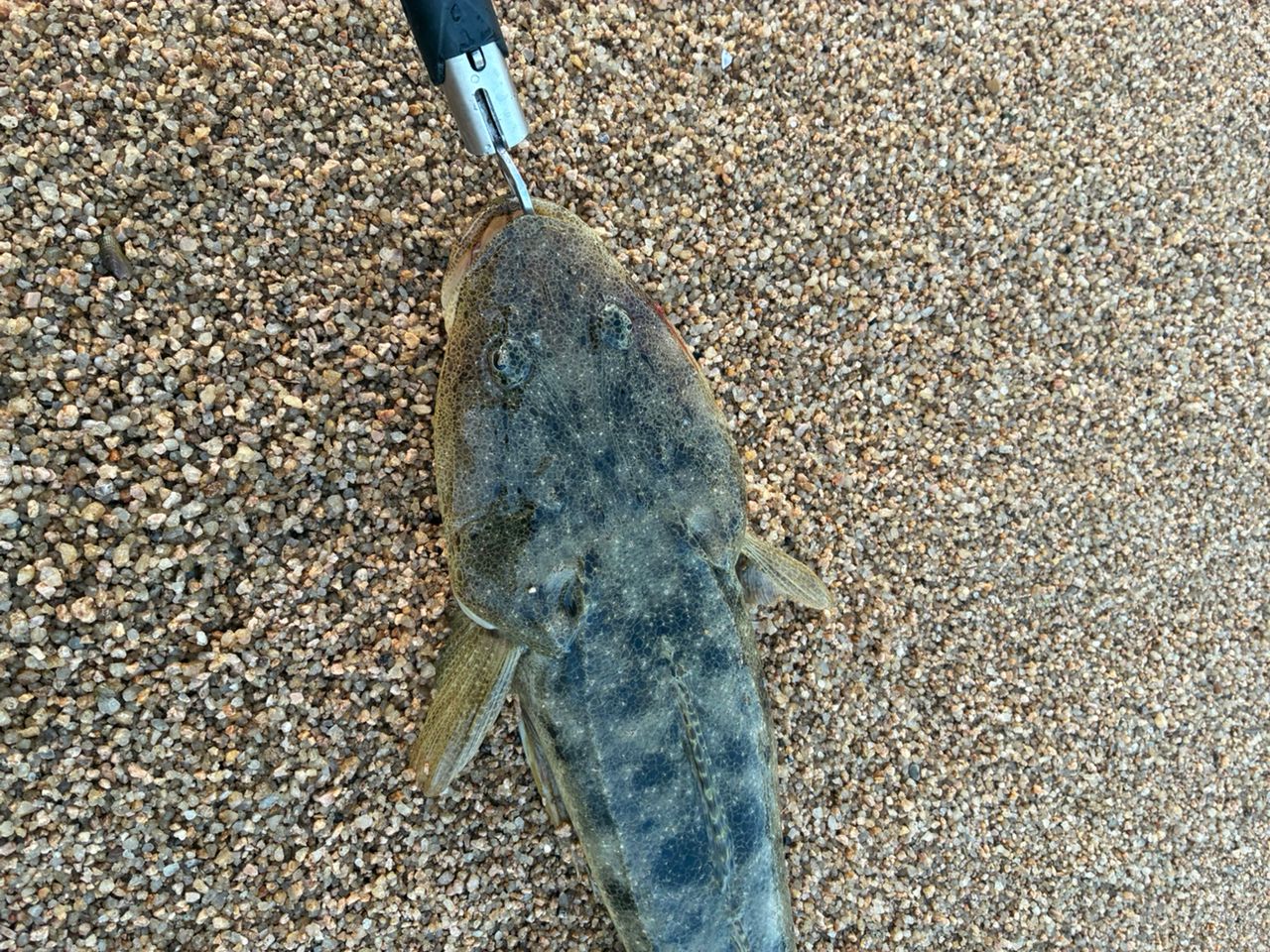 マゴチ