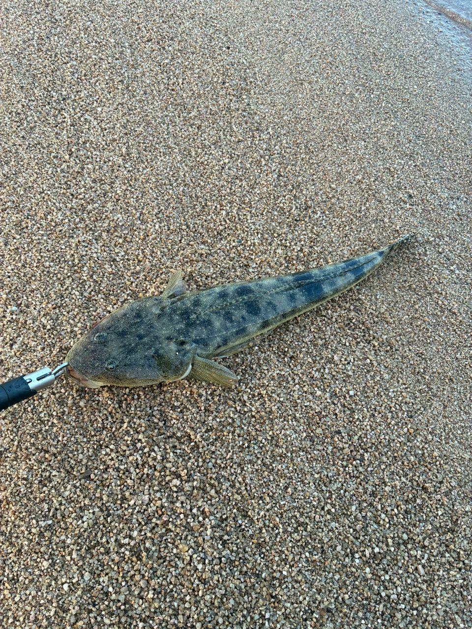 マゴチ