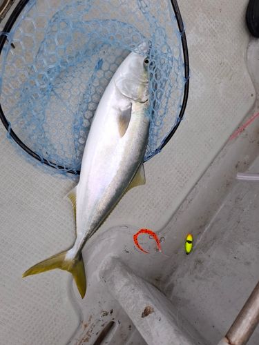 ハマチの釣果