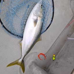 ハマチ