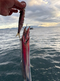タチウオの釣果