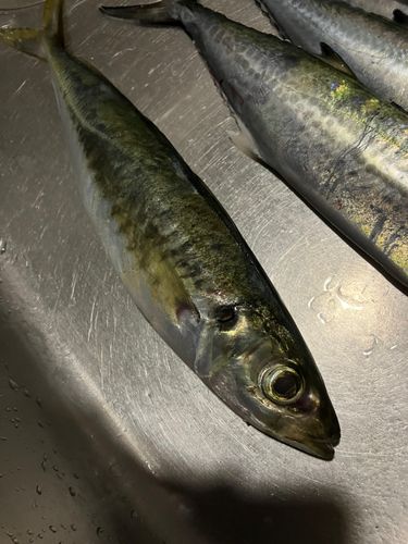 アオアジの釣果