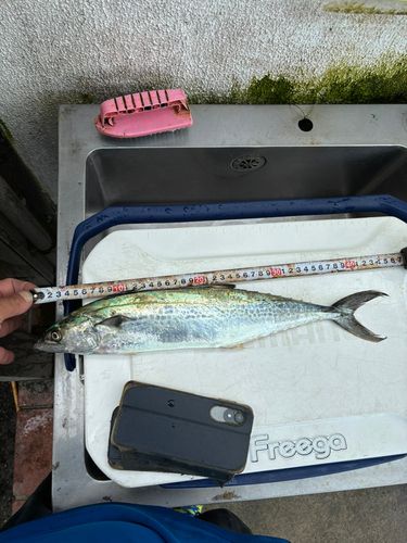 サゴシの釣果