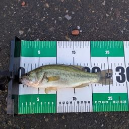 ラージマウスバス