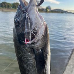クロダイ