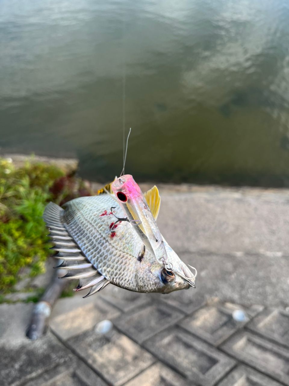 クロダイ