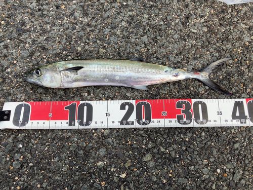 サゴシの釣果