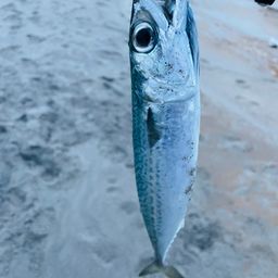 サバ
