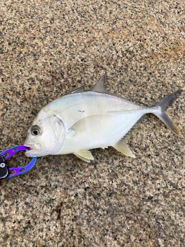メッキの釣果