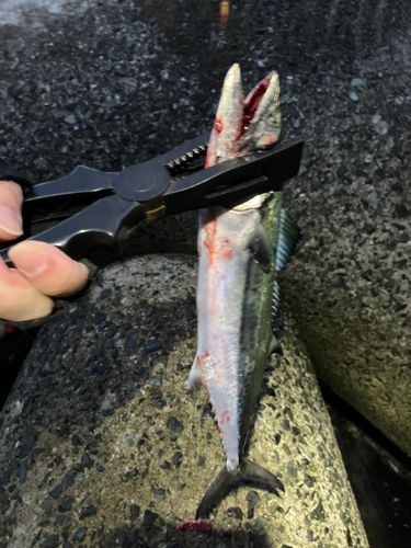 サゴシの釣果