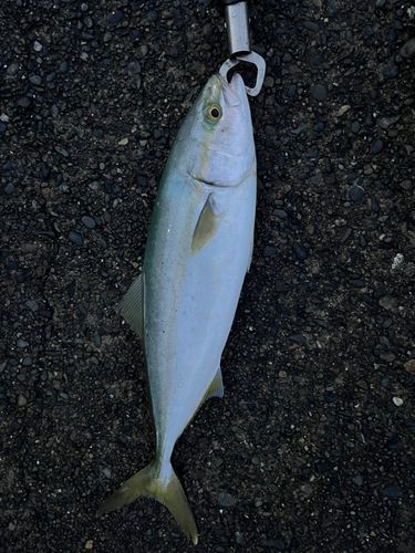 イナダの釣果