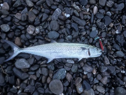 サゴシの釣果