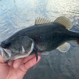 ブラックバス