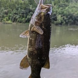 スモールマウスバス