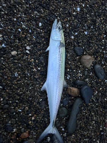 サゴシの釣果