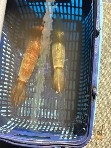 ケンサキイカの釣果