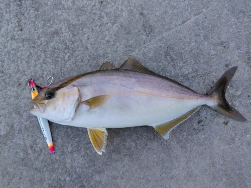 ショゴの釣果