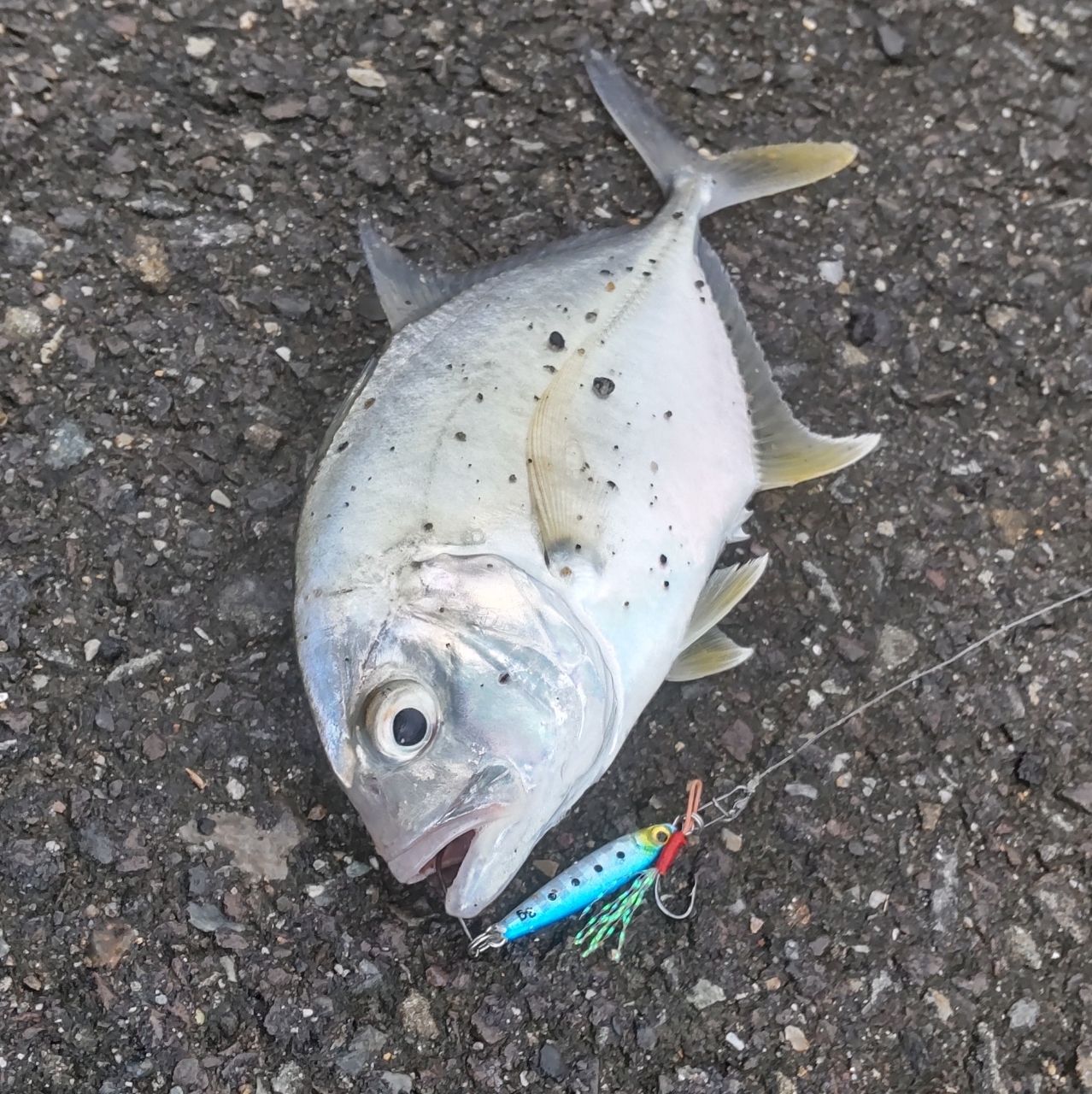 SHIMANO 19ソアレ BB アジング S610L-Sの最安値・インプレ・釣果
